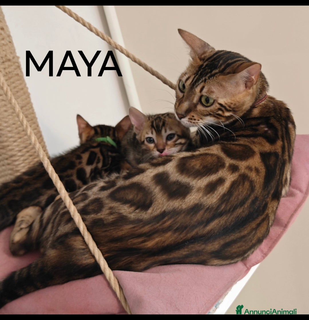Bengala gatti in vendita: Cuccioli di Bengala - Immagine 1