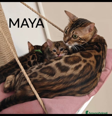 Bengala gatti - Annuncio 2