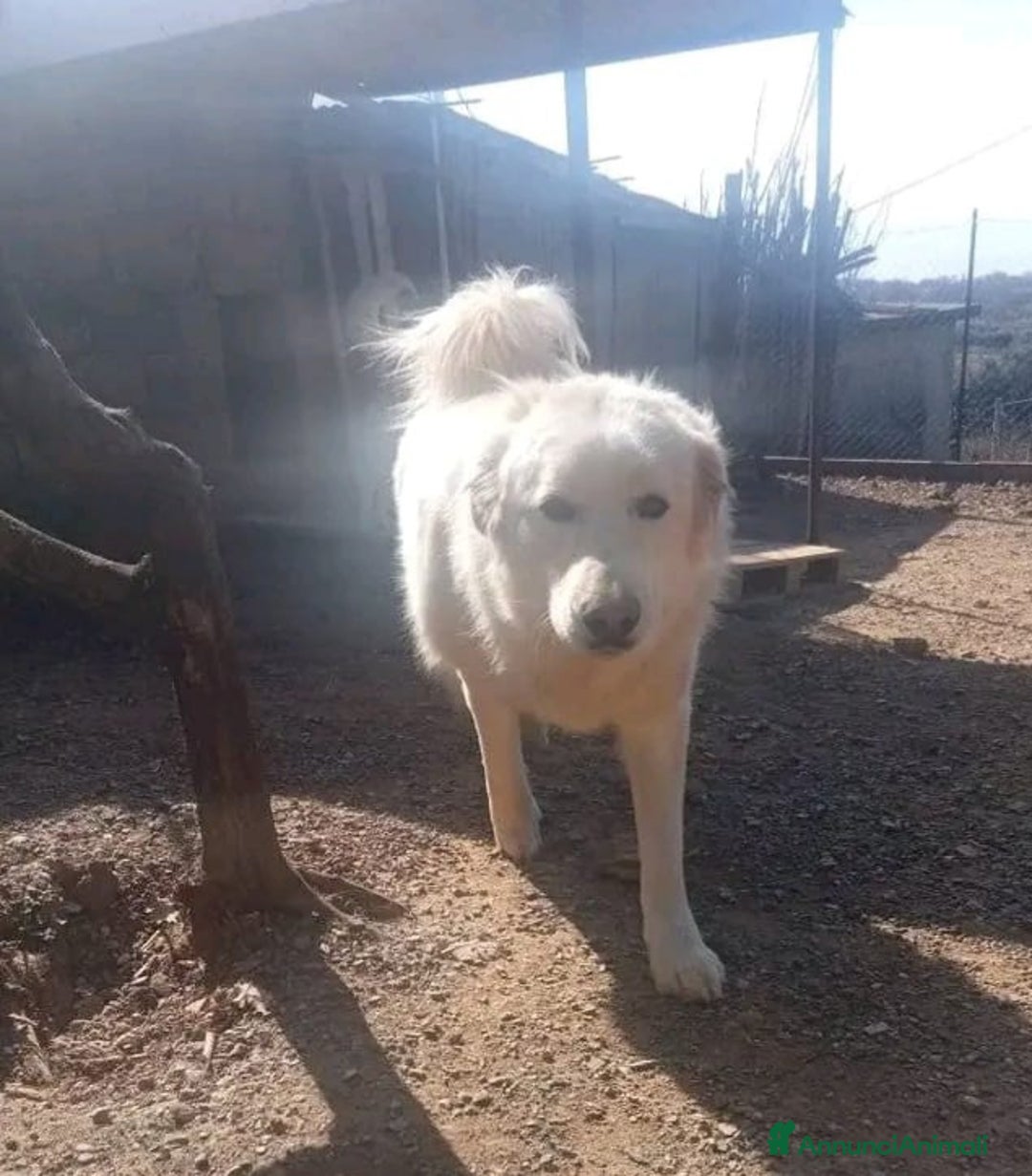Pastore Maremmano cani in regalo: Maremmano giovane vive in piccolo spazio.CALABRIA a Città metropolitana di Milano - Annuncio 5