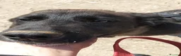 Meticcio cani in regalo: Buio, un cucciolo in cerca di aiuto  - Annuncio 7