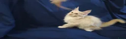 Maine Coon gatti in vendita: Gattini Maine Coon con pedigree AFSI - Annuncio 4