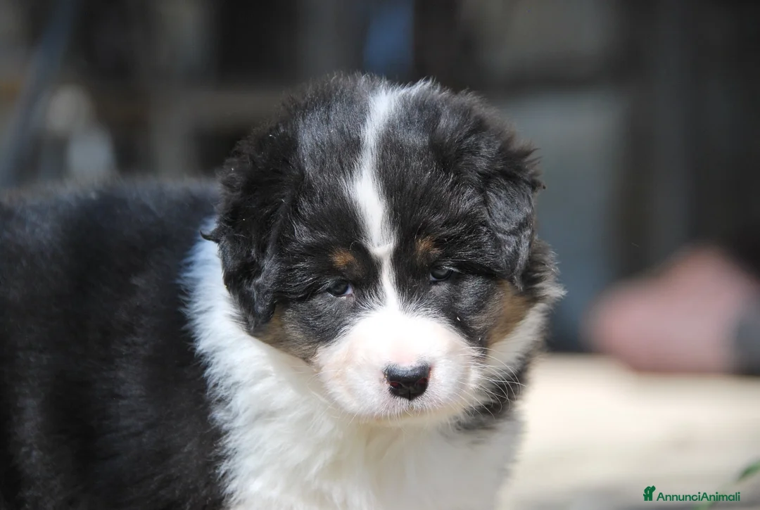 Australian Shepherd cani in vendita: Vendesi cuccioli di pastore australiano  - Annuncio 7