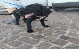 Meticcio cani in regalo: Giusy, cucciolona dolcissima e affettuosissima a Provincia di Modena - Immagine 9
