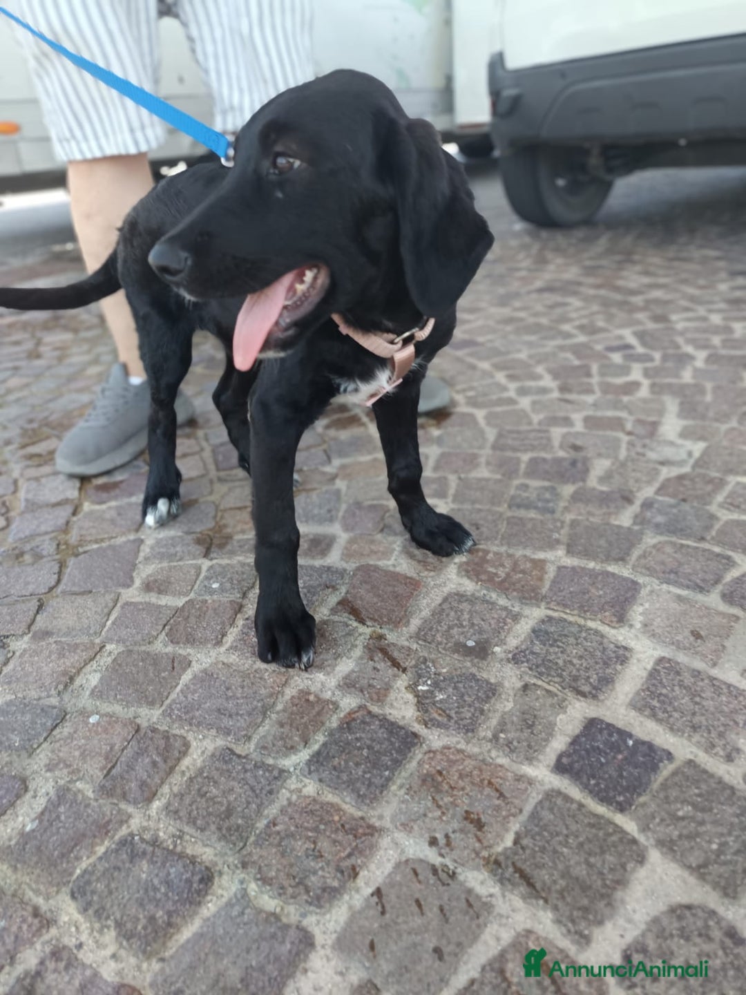Meticcio cani in regalo: Giusy, cucciolona dolcissima e affettuosissima a Provincia di Modena - Immagine 9