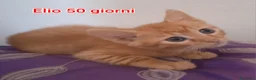 Meticcio gatti in regalo: TANTI GATTINI BISOGNOSI  a Provincia di Reggio Emilia - Annuncio 3