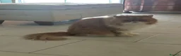 Meticcio gatti in regalo: GATTINI E GATTI MERAVIGLIOSI  a Provincia di Piacenza - Annuncio 14
