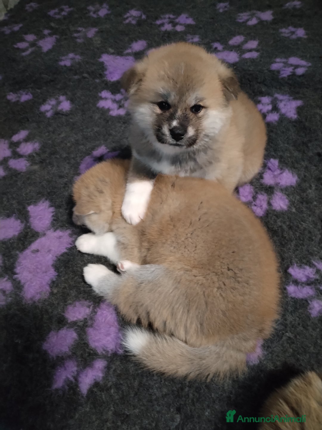 Akita Inu cani in vendita: Cuccioli di AKITA LOMBARDIA  - Annuncio 5