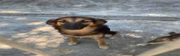 Meticcio cani in regalo: Asia e India cucciole docili e sensibili a Città metropolitana di Milano - Annuncio 6