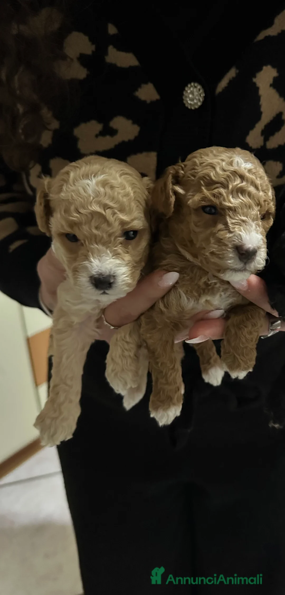 Barboncino Toy cani in vendita: Barboncini Toy  - Annuncio 4