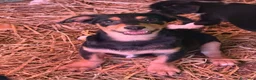 Meticcio cani in regalo: FELIX, il più simpatico del rifugio! TG PICCOLA - Annuncio 7