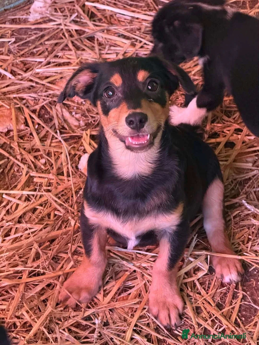 Meticcio cani in regalo: FELIX, il più simpatico del rifugio! TG PICCOLA - Annuncio 7