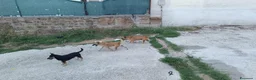 Meticcio cani in regalo: Triade di meticci - Annuncio 4