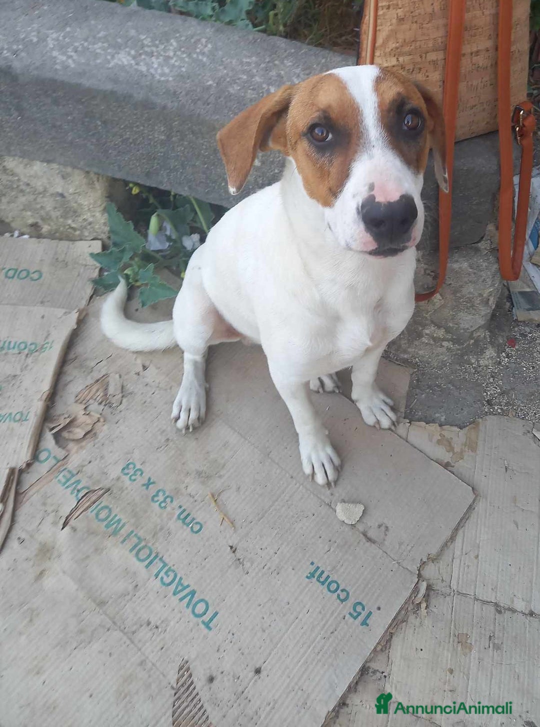 Meticcio cani in regalo: affettuoso macchia in regalo in tutta italia a Città metropolitana di Catania - Annuncio 1
