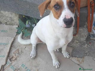 Meticcio cani affettuoso macchia in regalo in tutta italia a Città metropolitana di Catania - Annuncio 12