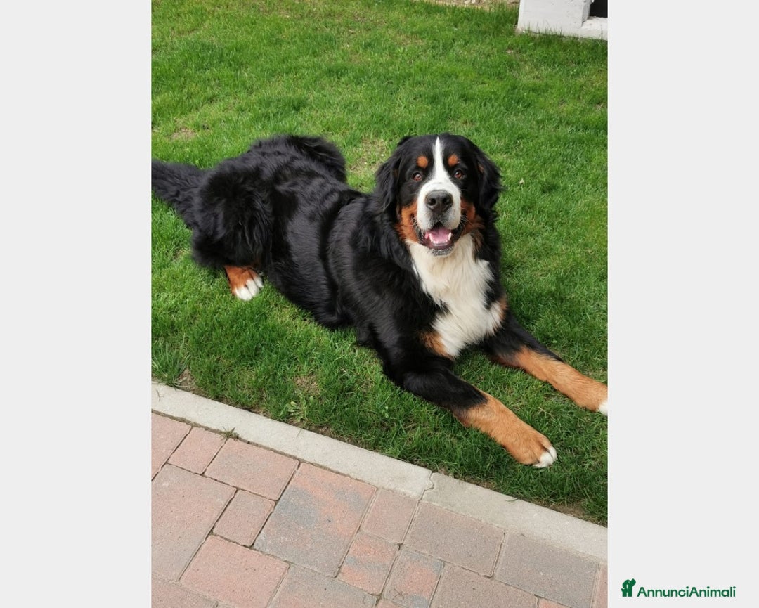 Bovaro del Bernese cani per accoppiamento: BOVARO DEL BERNESE CERCA FIDANZATA a Città Metropolitana di Torino - Immagine 3