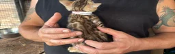 Bengala gatti in vendita: Cucciola bengal con difetto  - Annuncio 4