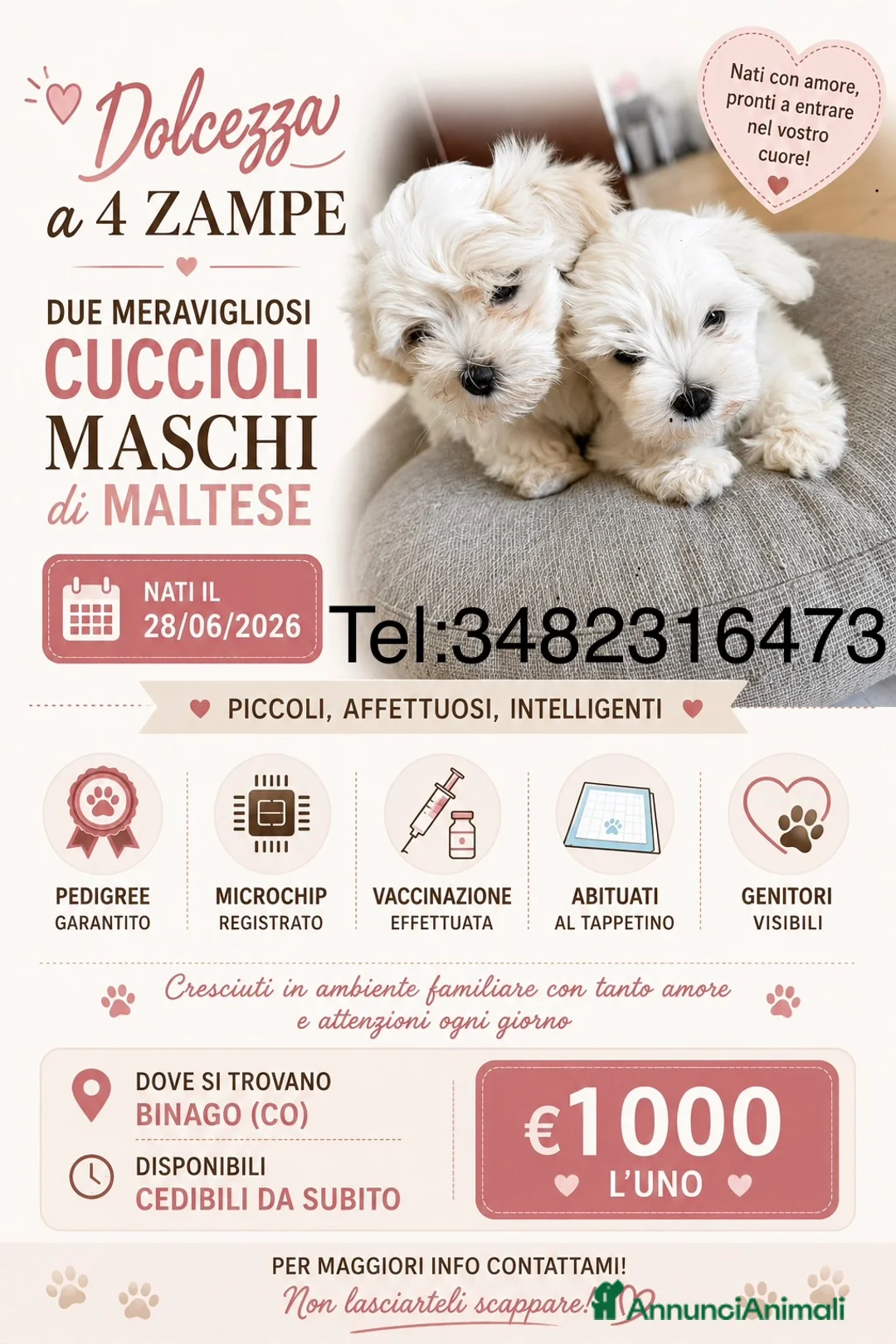 Maltese cani in vendita: Maltese - Annuncio 1