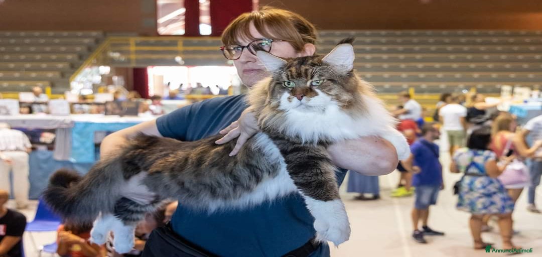 Immagine della galleria {{count}}