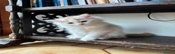 Siberiano gatti in vendita: Noralee gattina siberiana ipoallergenica - Annuncio 11