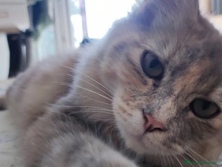 Norvegese gatti Norvegese delle foreste - Annuncio 2