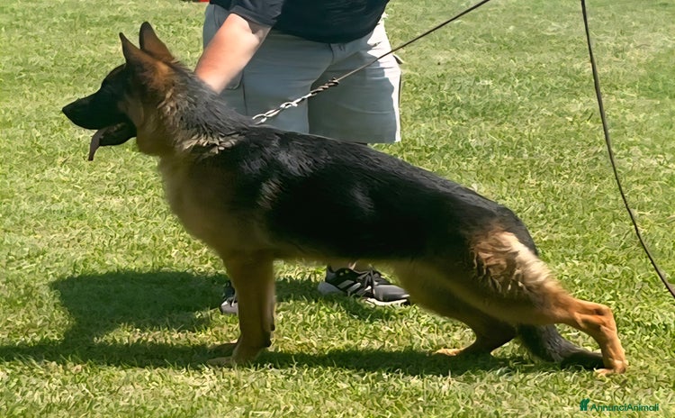 Pastore Tedesco cani a Provincia di Perugia - Annuncio 1