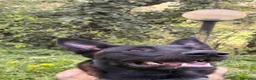 Pastore Belga cani in vendita: Vendo Pastore Belga a Città metropolitana di Palermo - Annuncio 4