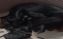Pinscher Miniatura cani in vendita: Pinscher nani nero focato  a Città Metropolitana di Firenze - Immagine 4