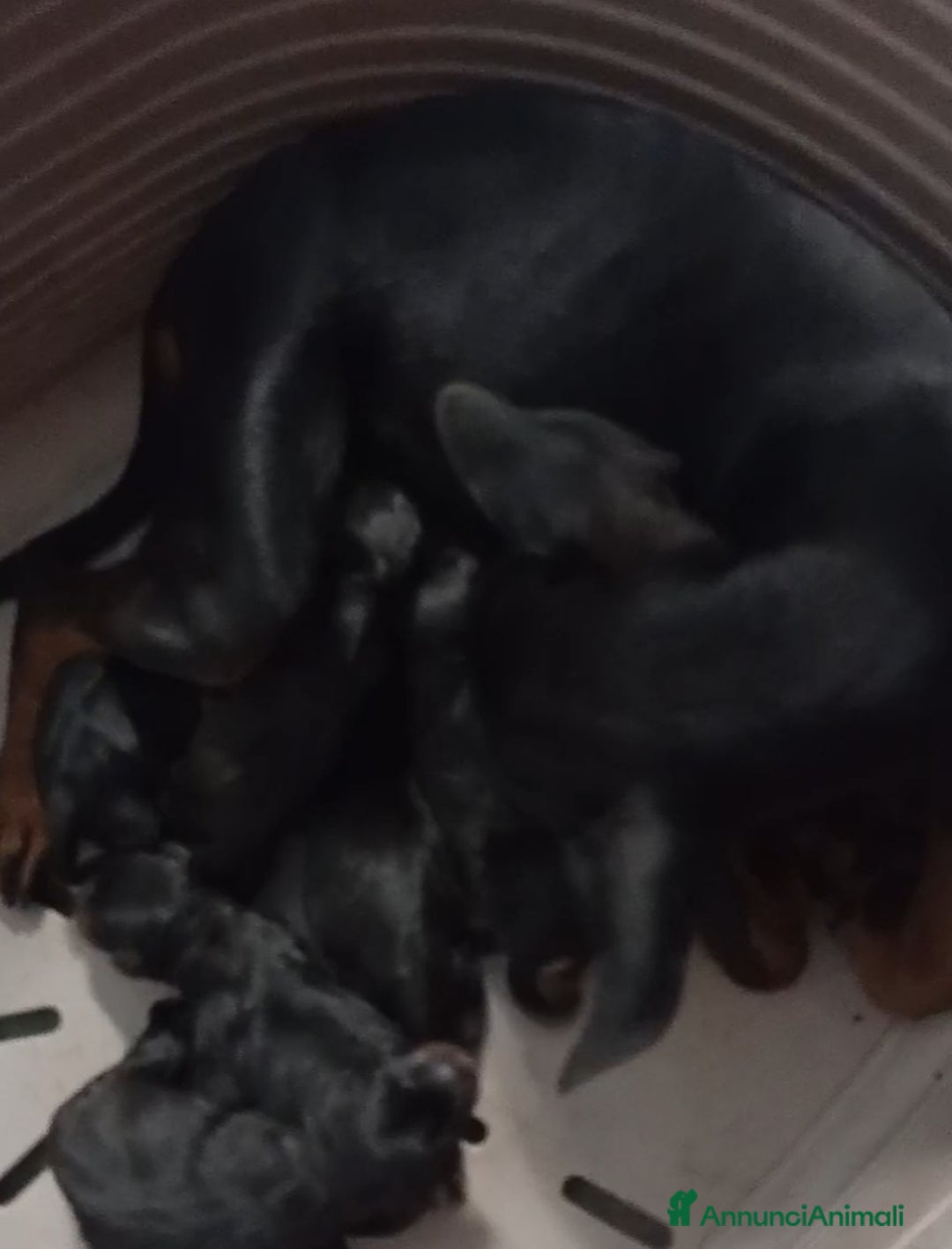 Pinscher Miniatura cani in vendita: Pinscher nani nero focato  a Città Metropolitana di Firenze - Immagine 4