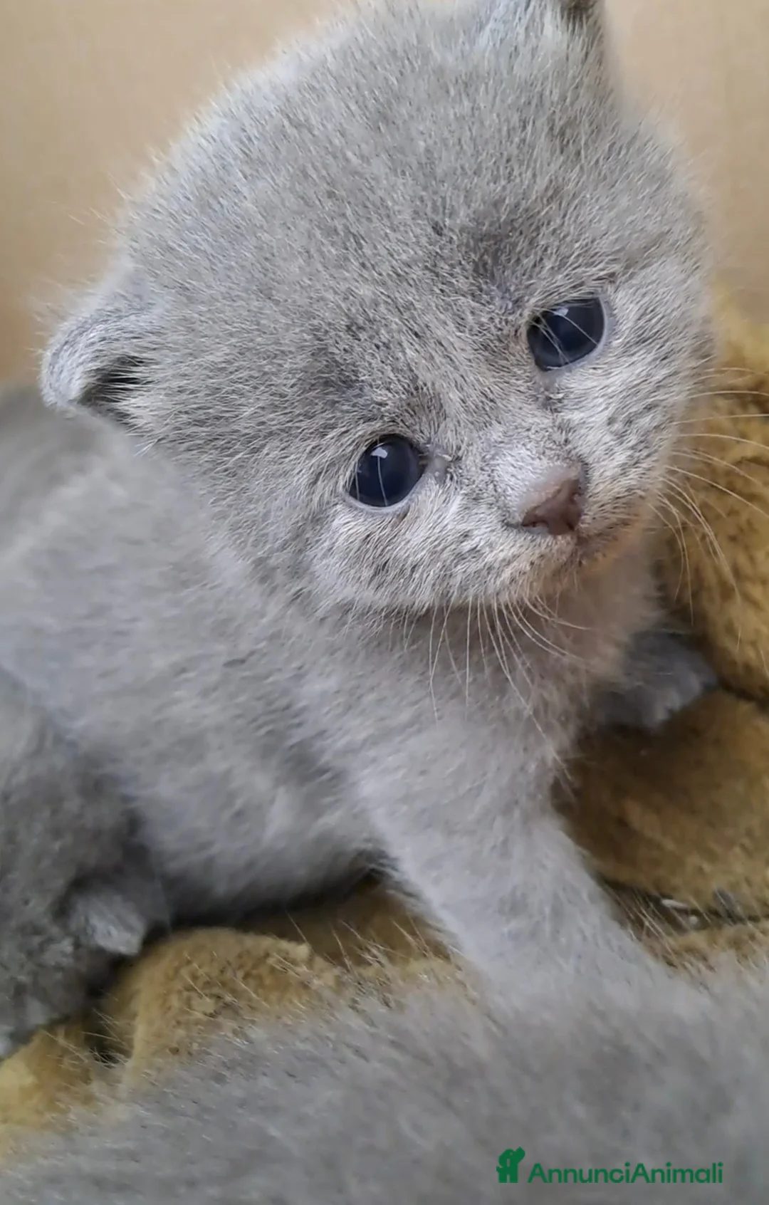 Certosino gatti in vendita: Gattini Certosini - Annuncio 6