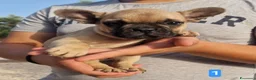 Bulldog Francese cani in vendita: Bulldog francese cuccioli a Città metropolitana di Roma Capitale - Annuncio 4
