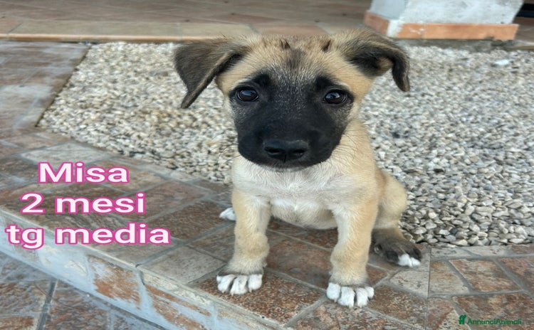 Meticcio cani a Provincia di Prato - Annuncio 3