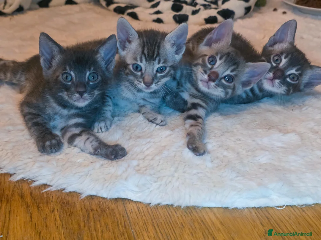 Bengala gatti in vendita: Cuccioli gatto bengala  - Annuncio 1