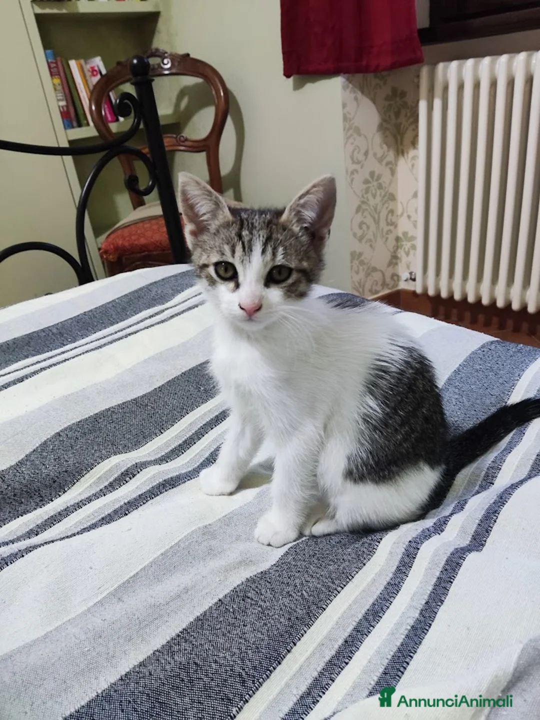 Meticcio gatti in regalo: MICETTA CERCA CASA - Annuncio 1