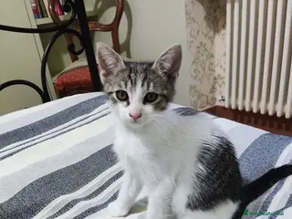 Meticcio gatti MICETTA CERCA CASA - Annuncio 1