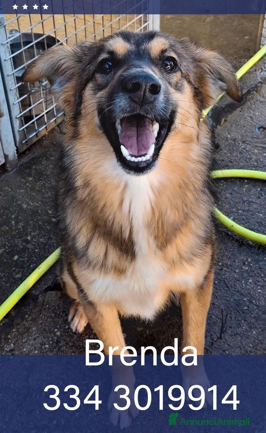 Meticcio cani in regalo: BRENDA 🩷 - cucciola tenerissima cerca casa 🥺😍 - Annuncio 1