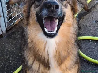 Meticcio cani BRENDA 🩷 - cucciola tenerissima cerca casa 🥺😍 - Annuncio 11