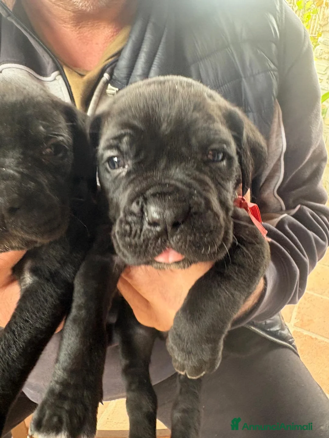 Cane Corso cani in vendita: Cuccioli Cane Corso nati il12 02 26 a Provincia di Massa e Carrara - Annuncio 3