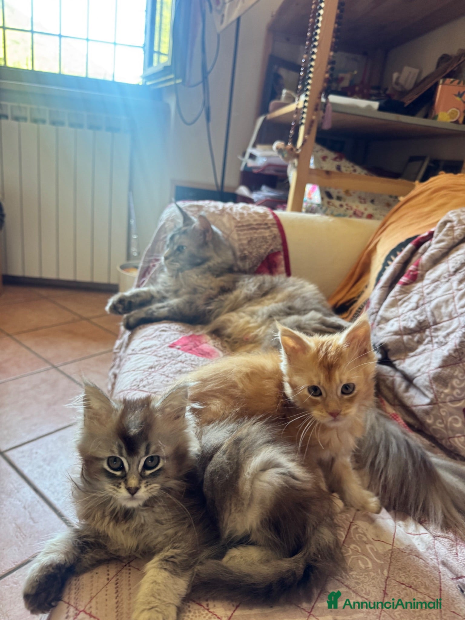 Maine Coon gatti Bellissimi MAINE COON pagabili in 3 rate - Annuncio 2