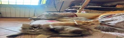 Maine Coon gatti in vendita: Bellissimi MAINE COON pagabili in 3 rate - Annuncio 2