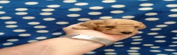 Barboncino cani in vendita: Barboncini nani cuccioli - Annuncio 8
