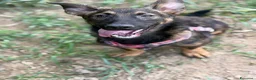 Meticcio cani in regalo: ENZO, lupacchiotto ZAMPACORTA simpaticissimo! - Annuncio 6