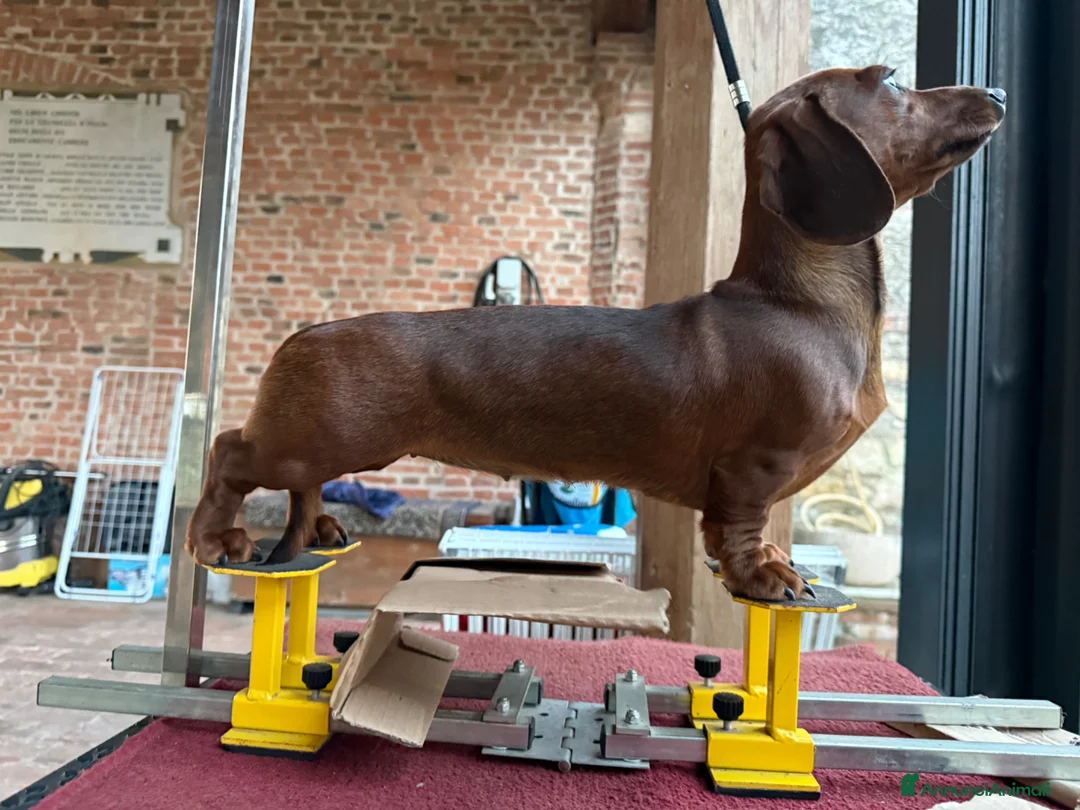 Bassotto cani in vendita: Bassotti tedeschi p/c nani/kaninchen a Provincia di Verona - Annuncio 1