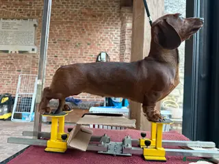 Bassotto cani Bassotti tedeschi p/c nani/kaninchen - Annuncio 8