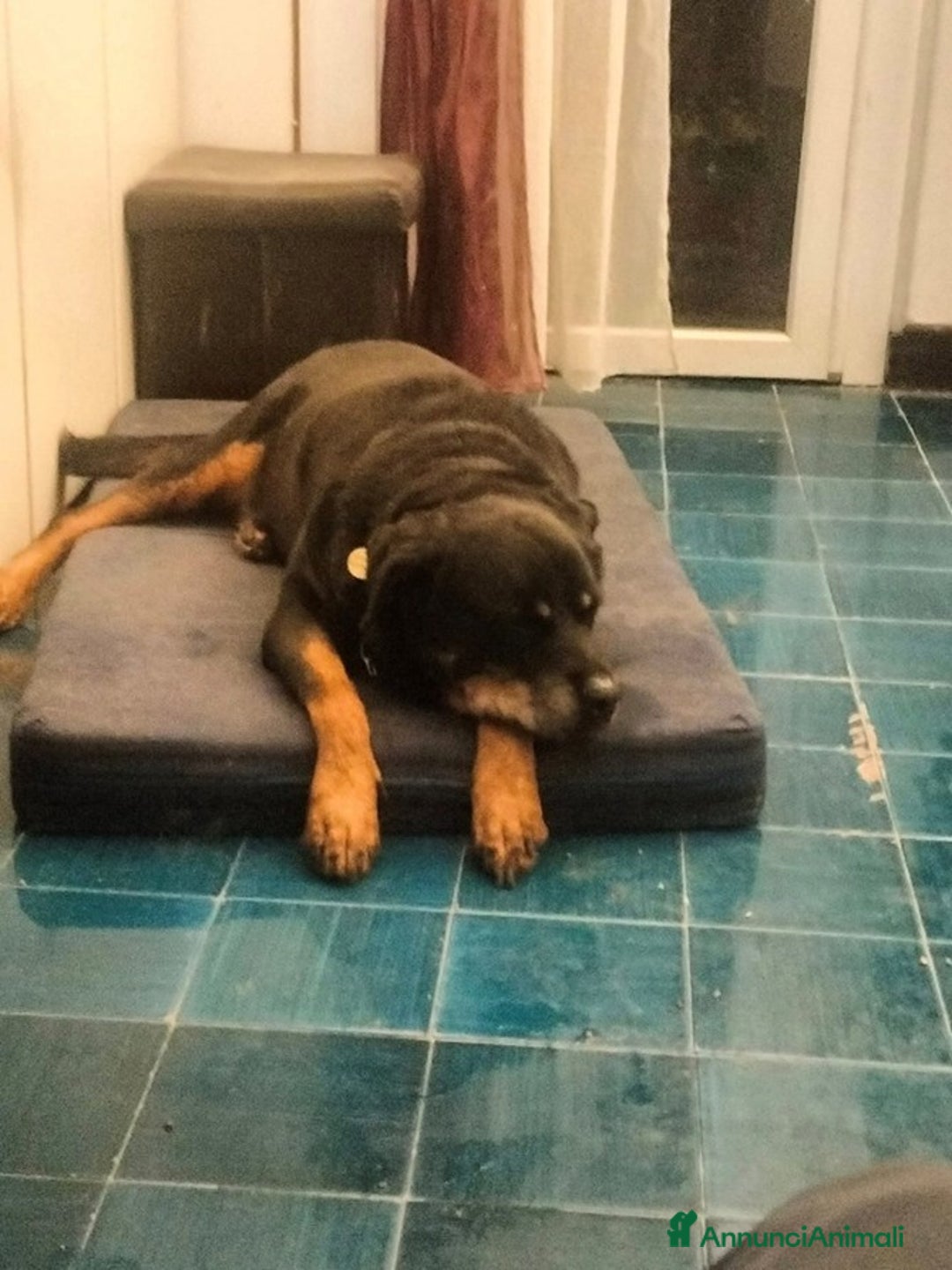 Meticcio cani in regalo: NANUK, adozione del cuore - Annuncio 1