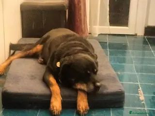 Meticcio cani NANUK, adozione del cuore - Annuncio 26