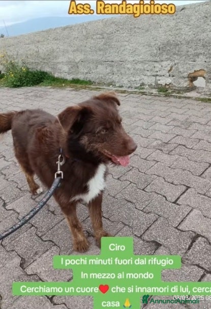 Meticcio cani Ciro 2anni marrone fulvo occhi ambra splendido!SUD a Città metropolitana di Milano - Annuncio 2
