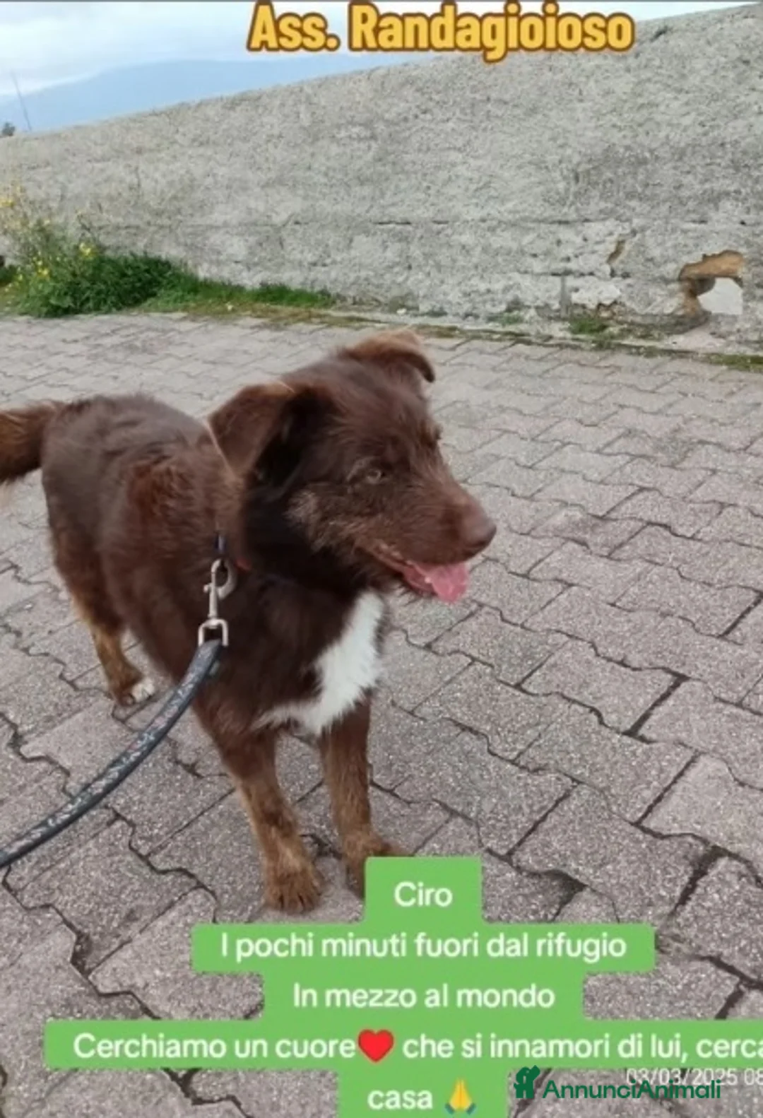 Meticcio cani in regalo: Ciro 2anni marrone fulvo occhi ambra splendido!SUD a Città metropolitana di Milano - Annuncio 2