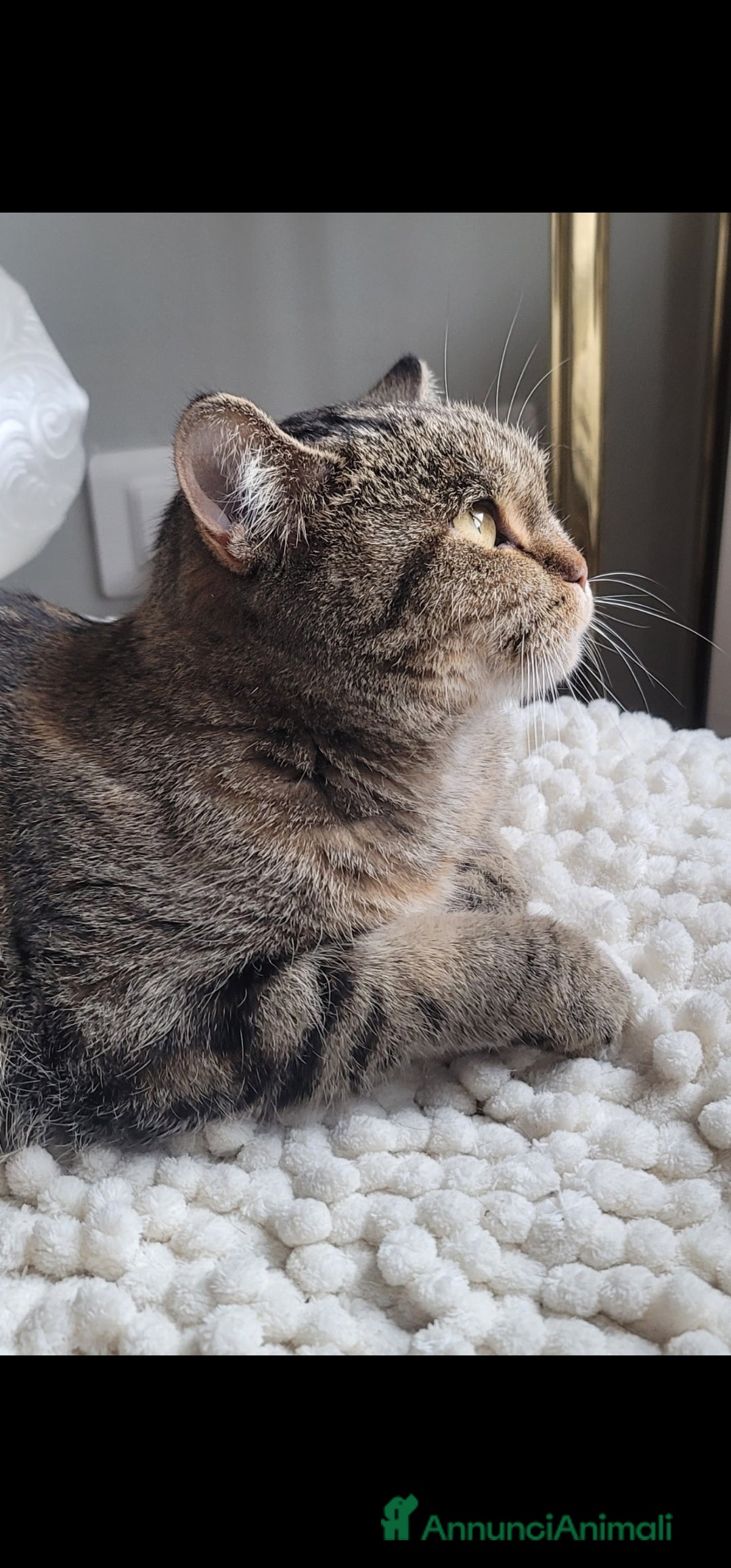 Scottish gatti Scottish femmina  - Annuncio 1