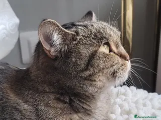 Scottish gatti Scottish femmina - Annuncio 3