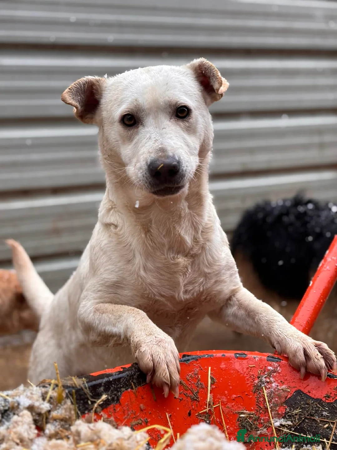 Meticcio cani in regalo: BLANCA & BLESS, cagnoline super tenere. - Annuncio 11